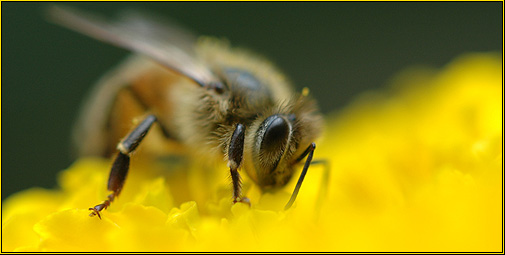 cygnus921-Honeybee-137
